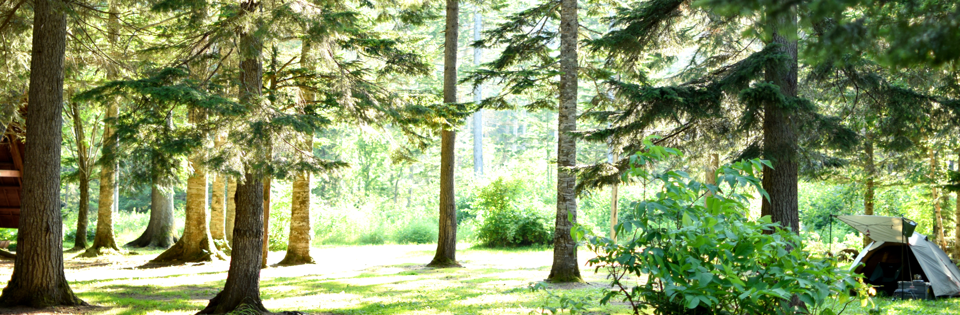 キャンプ場 freepe